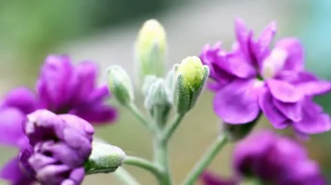 Flowers Stock-Footage 10803159