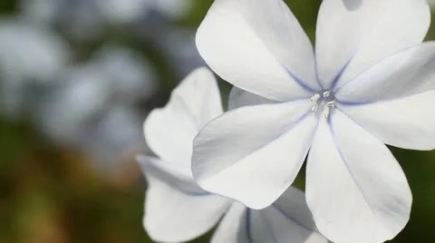 Flowers Video stock 10850220