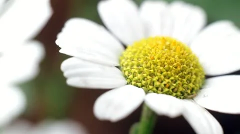 Flowers Stock Footage 10887253