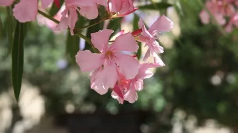 Flowers Stockbeeldmateriaal 11231971