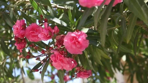 Flowers 库存影片 11231973