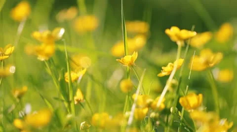 Flowers Stock Footage 11241697