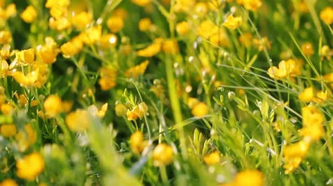 Flowers Stockbeeldmateriaal 11241801