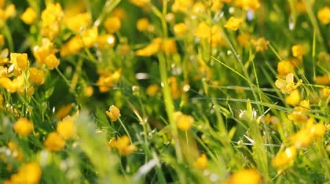 Flowers Stock Footage 11241809