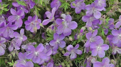 Flowers Stock Footage 11242199