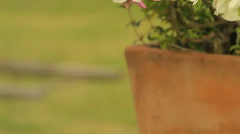 Flowers Stock-Footage 11275351