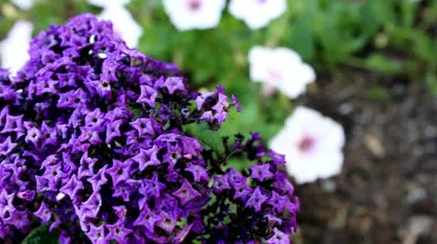 Flowers Video stock 11287871