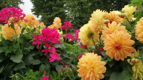 Flowers Stock Footage 11525533