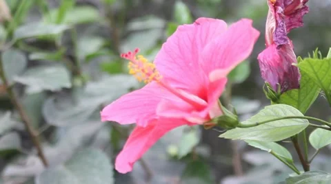 Flowers Stock Footage 11630850