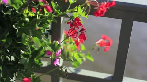 Flowers Stock Footage 12088134