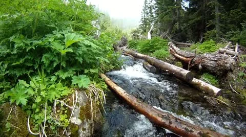 Flowers Stock Footage 12213842