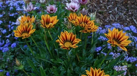 Flowers Video stock 12364804