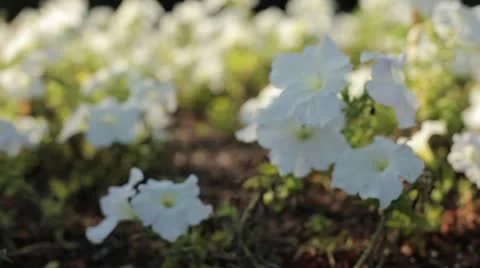 Flowers 스톡 동영상 12478191