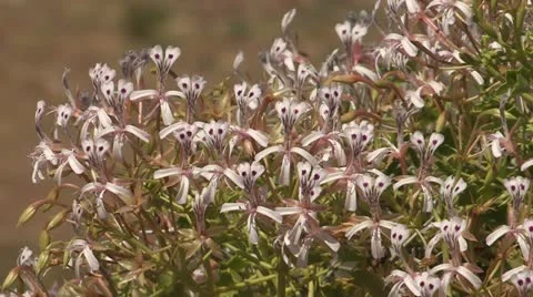 Flowers Stock Footage 12625876