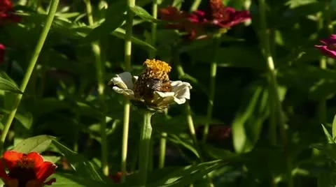 Flowers Stock Footage 12692232