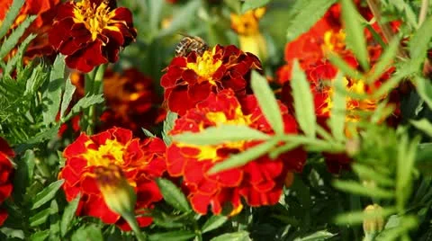 Flowers Stock Footage 12735883
