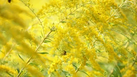 Flowers Stock Footage 12736061