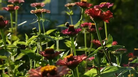 Flowers Stock Footage 12736105