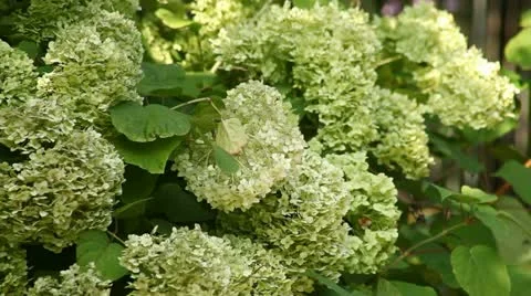 Flowers Stock Footage 12736177