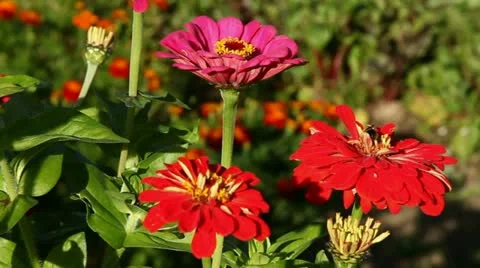 Flowers Stock-Footage 12736261
