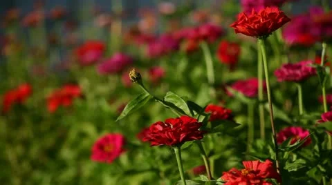 Flowers Vidéo 12736326