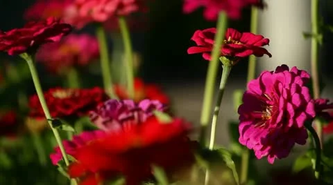Flowers Video stock 12736355