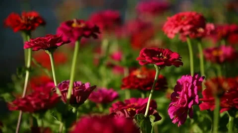 Flowers Stock Footage 12736461