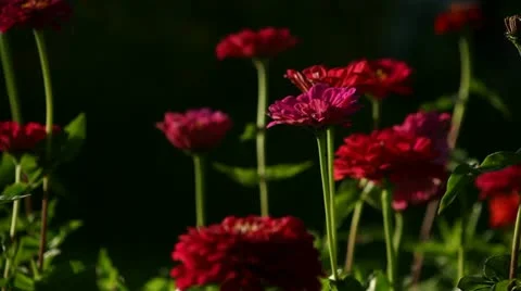 Flowers Stock Footage 12736472