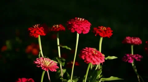 Flowers Stock Footage 12736553