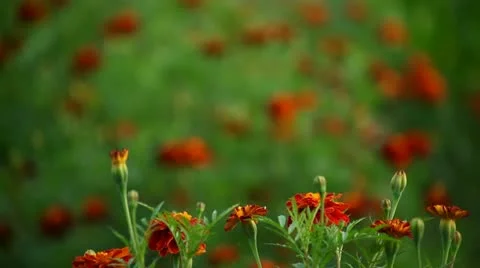 Flowers Stock Footage 12736827