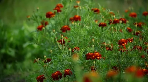 Flowers Stock Footage 12736929