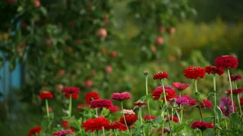Flowers Stock Footage 12736958