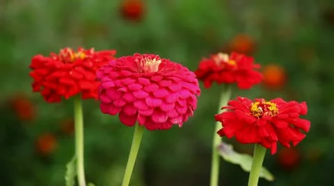 Flowers Stock Footage 12737007