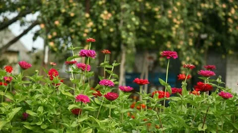 Flowers Stock Footage 12737091