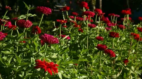 Flowers Stock Footage 12737210