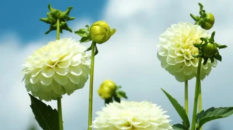 Flowers Stock Footage 13119999