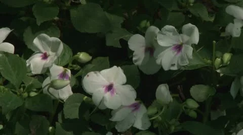 Flowers 動画素材 21632657