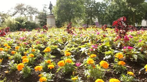 Flowers 動画素材 22084925