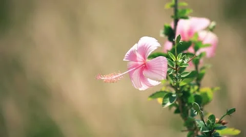 Flowers Video stock 22428609