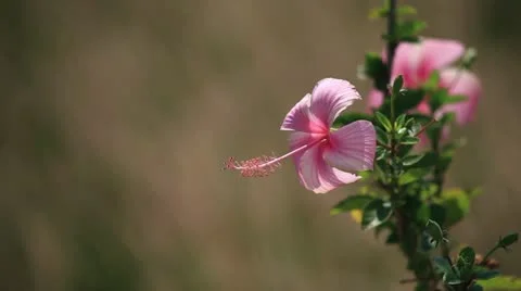 Flowers Stock Footage 22430960