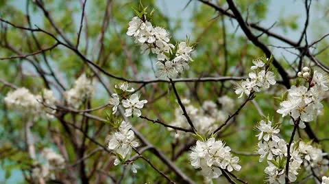 Flowers Stock Footage 22927659
