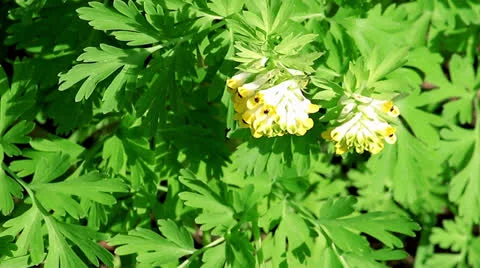 Flowers Stock Footage 22986397