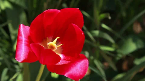 Flowers Stock Footage 23225356