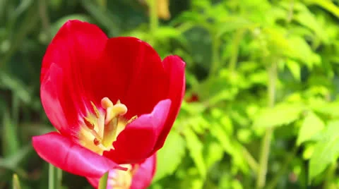 Flowers Stock Footage 23225357