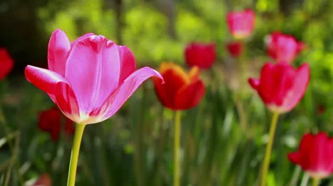 Flowers Stock Footage 23225360
