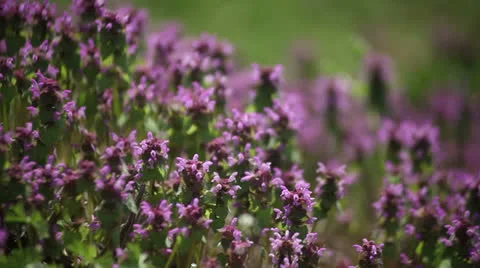 Flowers 库存影片 23436073