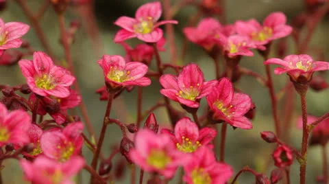 Flowers Stock Footage 24234080