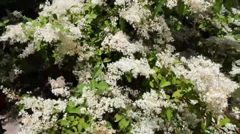 Flowers Stock Footage 24676059