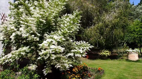 Flowers Video stock 24676086