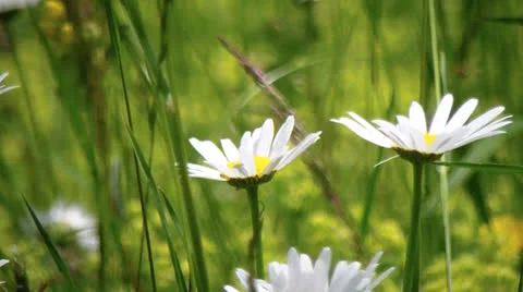 Flowers Stock Footage 25042513